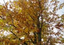 Herbsterkundung 21.10.20_27